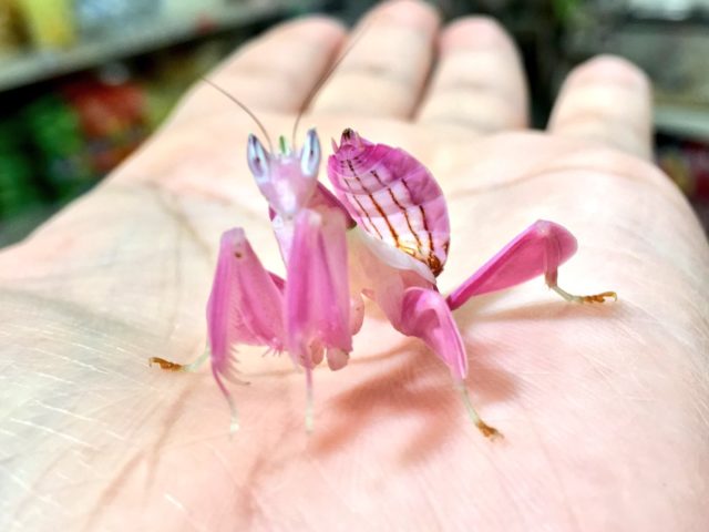 ピンク色のカマキリが美しい 花と共に生きる美人薄命の理由 画像 グーニーズfun